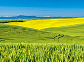 USA, Washington State, Palouse Region. Rolling hills of canola and wheat