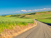 USA, Bundesstaat Washington, Palouse-Region. Ländliche Nebenstraße