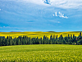 USA, Washington State, Palouse Region. Treeline and canola crops