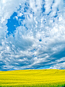 USA, Washington State, Palouse Region. Spring canola field with contours and Clouds