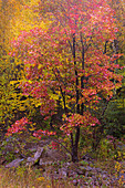 USA, West Virginia, Canaan Valley State Park. Bäume im Herbstlaub.