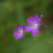 USA, West Virginia, New-River-Gorge-Nationalpark. Nahaufnahme einer Geranienblüte.