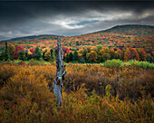 USA, West Virginia, Canaan Valley State Park. Wald und Hügel im Herbst.