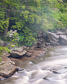 USA, West Virginia, Blackwater Falls State Park. Blackwater River rapids.