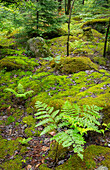 USA, West Virginia, Canaan Valley State Park. Mossy rocks and ferns in forest.