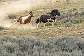 USA, Wyoming, McCullough Peaks Herd Management Area. Wild horse stallion chasing another stallion.