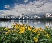 USA, Wyoming. Mount Moran, Jackson Lake und Arrowleaf Balsamroot-Wildblumen, Grand Teton National Park