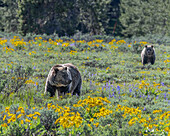 USA, Wyoming. Grizzlybären graben Biscuitroot im Grand Teton National Park in der Nähe von Jackson Hole, Wyoming, aus.