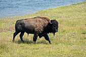 Yellowstone-Nationalpark, Wyoming, USA. Nasse Bisons nach dem Schwimmen im Yellowstone River.