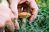 Closeup anonymous female collecting fresh granulated bolete mushroom from grassy ground on summer day in nature
