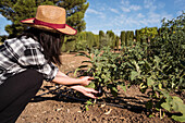 Side view of anonymous female farmer in straw hat collecting ripe eggplants in lush garden in countryside