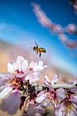 Hardworking bee sipping sweet nectar on tender pink flower growing on blossoming almond tree in spring garden on sunny day