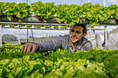 Professional gardener tacking care of green lettuce seedlings growing on hydroponic shelves in agricultural hothouse