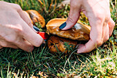 Closeup anonymous female using knife to collect fresh granulated bolete mushroom from grassy ground on summer day in nature