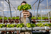 Unbekannter männlicher Bauer hält Salatsetzling mit Wurzeln bei der Arbeit im Hydrokultur-Gewächshaus