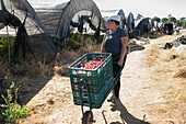 Female gardener raising heavy crates full of ripe raspberry during harvesting season in agricultural complex