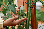 Crop unrecognizable female gardener caring of unripe tomatoes growing on branches of sapling in farmland