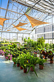 Spacious facility of garden center with assorted potted plants and blooming flowers lit by sunlight