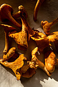 High angle of chanterelle mushrooms placed on table on sunlight in countryside home