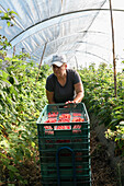 Gärtnerin prüft Beeren, während sie reife Himbeeren in Plastikkisten im Gewächshaus während der Erntezeit sammelt