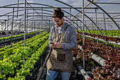 Male gardener in apron browsing on smartphone between rows of lettuce in hydroponic farm