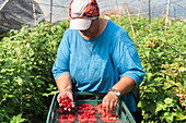 Female gardener checking berries while collecting ripe raspberries in plastic crates in hothouse during harvest season