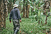 Back view of unrecognizable man in shirt and bucket hat walking with machete looking away with smile during work on ecological banana farm in Costa Rica