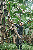 Mann in Freizeitkleidung und Eimerhut schneidet trockene Blätter vom Bananenbaum während der Arbeit auf einer ökologischen Farm in Costa Rica ab