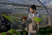 Serious male gardener in apron checking ripe lettuce while collecting harvest in greenhouse in agricultural complex