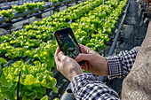 From above of crop anonymous male gardener taking picture of lush lettuce on smartphone during workday in hydroponic greenhouse