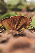 Milk cap mushroom growing in woods covered with fallen dry foliage in autumn day