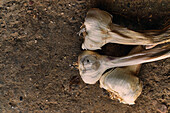 Top view close-up of a pile of garlic on the ground