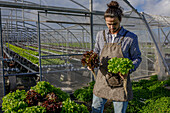 Serious male gardener in apron checking ripe lettuce while collecting harvest in greenhouse in agricultural complex