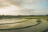 Spektakuläre Aussicht auf das Reisfeld Kajsa