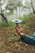 Nicht erkennbare weibliche Person zeigt einen essbaren Lactarius indigo Pilz mit blauem Hut im Wald