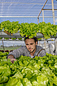 Professional gardener tacking care of green lettuce seedlings growing on hydroponic shelves in agricultural hothouse