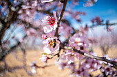 Fleißige Biene nippt an süßem Nektar auf einer zartrosa Blüte, die an einem blühenden Mandelbaum im Frühlingsgarten wächst, an einem sonnigen Tag
