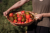 female farmer standing with basket full of fresh tomatoes in agricultural field in countryside