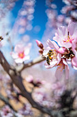 Hardworking bee sipping sweet nectar on tender pink flower growing on blossoming almond tree in spring garden on sunny day