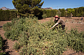 Side view of ethnic female farmer collecting ripe tomatoes in garden on sunny day in countryside