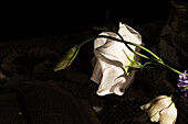 Delicate white blossoming lisianthus flower on green stem for room decor at sunlight