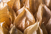 Closeup of full frame background of heap of Peruvian groundcherry at daytime