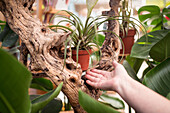 Unbekannter Verkäufer demonstriert tropische Pflanze im Topf zwischen rauen Stämmen bei der Arbeit im Gartengeschäft