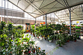 Geräumige Einrichtung eines Gartencenters mit verschiedenen Topfpflanzen und blühenden Blumen, die vom Sonnenlicht beleuchtet werden