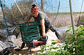 Gärtnerin hebt schwere Kisten voller reifer Himbeeren während der Erntesaison in einem landwirtschaftlichen Komplex