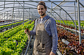 Lächelnder, bärtiger, männlicher Bauer in Schürze, der während der Ernte frischen Salat zwischen Reihen hydroponischer Regale im Gewächshaus hält und in die Kamera schaut