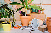 Crop anonymous female adding soil into flowerpot with transplanted ficus plant while spending time in home garden