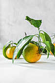 Orangefarbene Mandarinen mit grünem Stiel und Blatt liegen auf einem weißen Tisch
