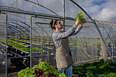 Serious male gardener in apron checking ripe lettuce while collecting harvest in greenhouse in agricultural complex