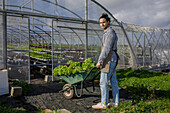 Full body of male gardener in apron carrying bunch of ripe lettuce in wheelbarrow while working in agricultural greenhouse during harvest season